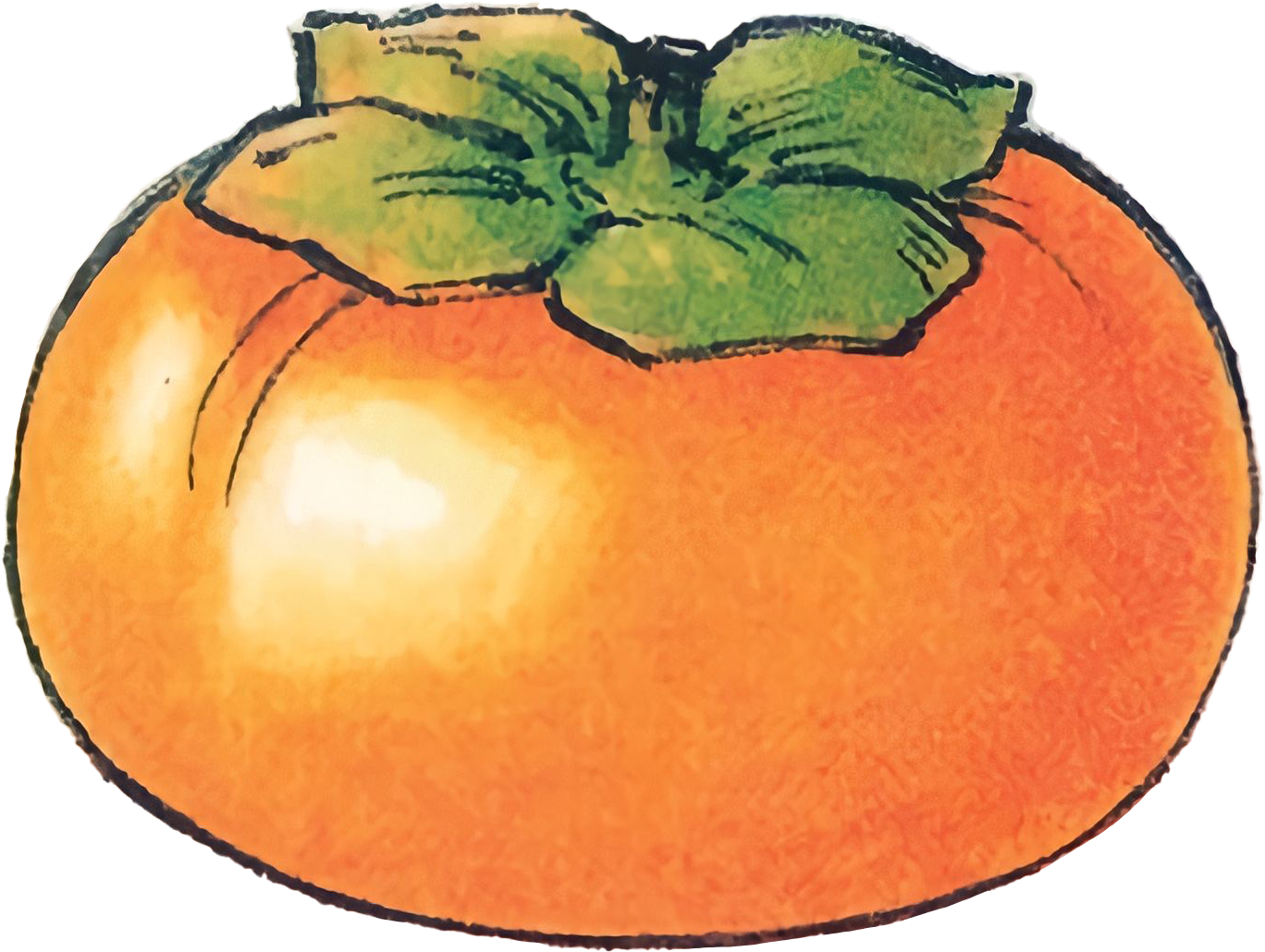 Persimmon Image